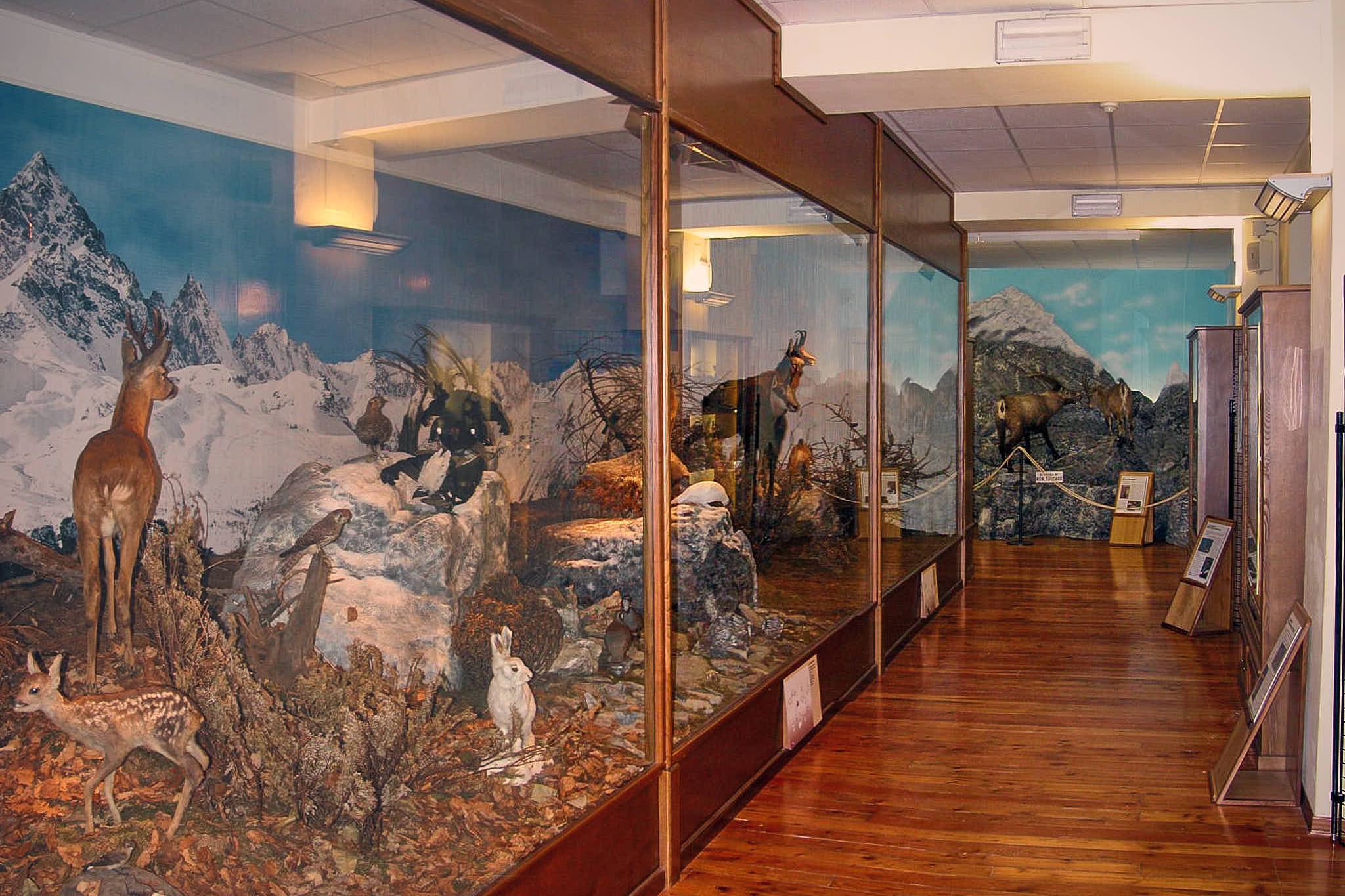 interno del museo, si vedono delle grandi teche in legno che contengono diorami con animali