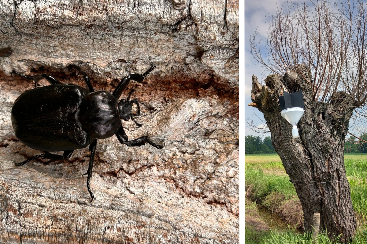 due immagini ravvicinate: a sinistra un esemplare di scarabeo eremita su un tronco di albero, a destra una delle trappole usate per monitorare la presenza di Osmoderma eremita.