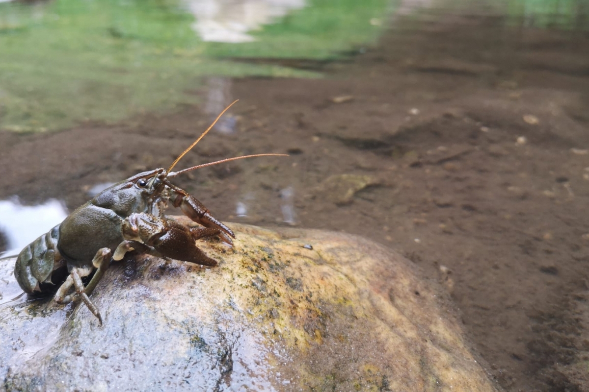 un gambero di fiume su una roccia, nei pressi di un corso d'acqua.
