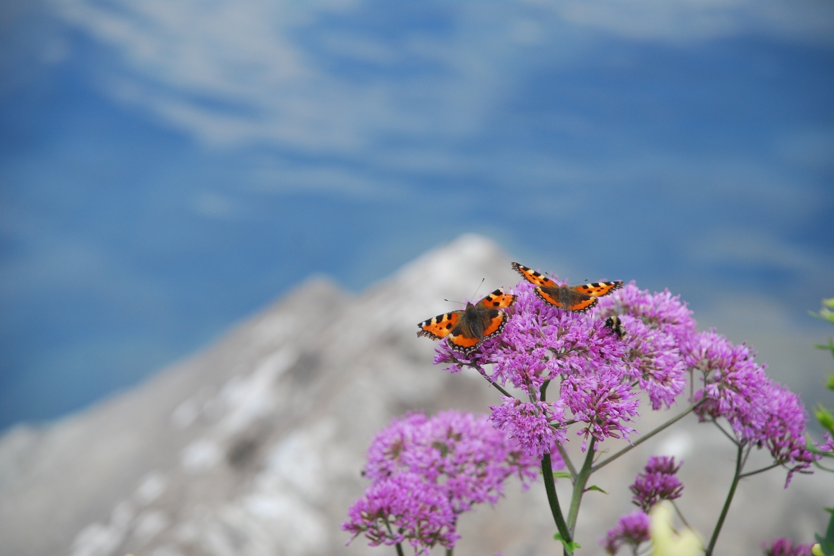 due farfalle di colorazione arancio-ocra e marrone sono adagiate su fiori di colore lilla; sullo sfondo si vede la sagoma delle montagne