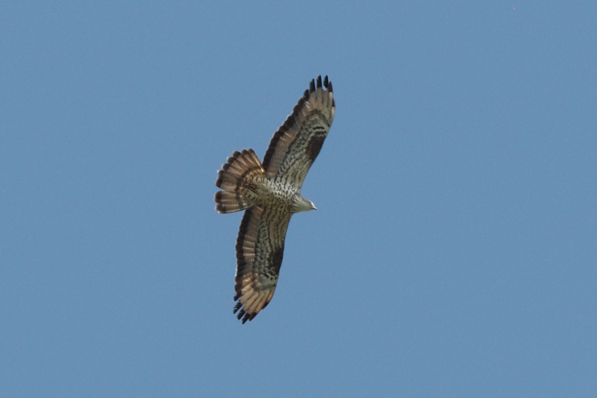 un falco pecchiaiolo osservato da terra, su uno sfondo di cielo azzurro