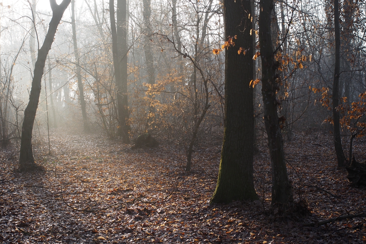 bosco in veste autunnale. alberi spogli, foglie a terra, luce radente proveniente da davanti