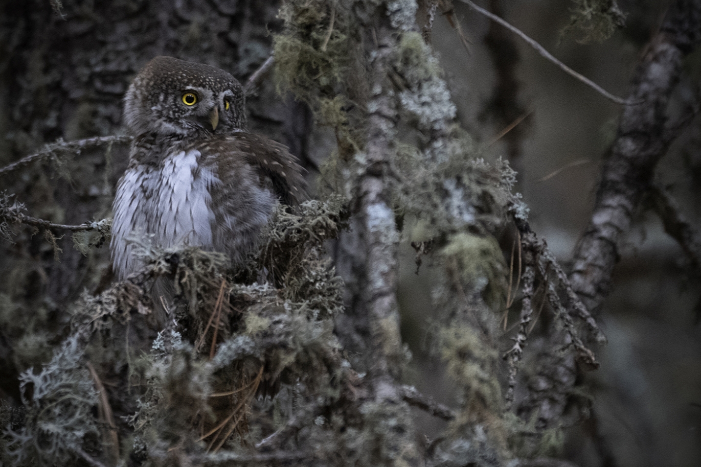 civetta nana in ambiente forestale. il piccolo rapace si mimetizza tra il fogliame, si vedono bene gli occhi gialli.