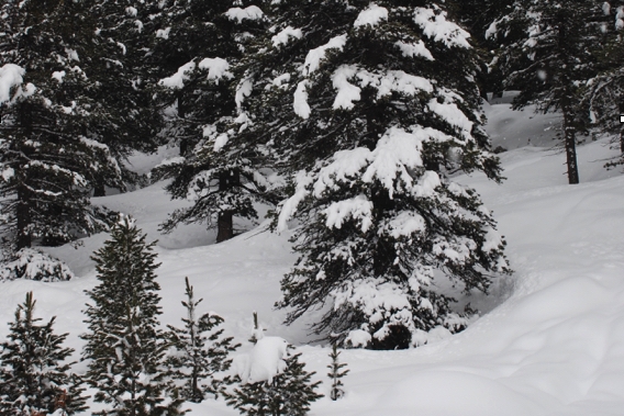 Larici coperti di neve che ricopre copiosa anche il terreno