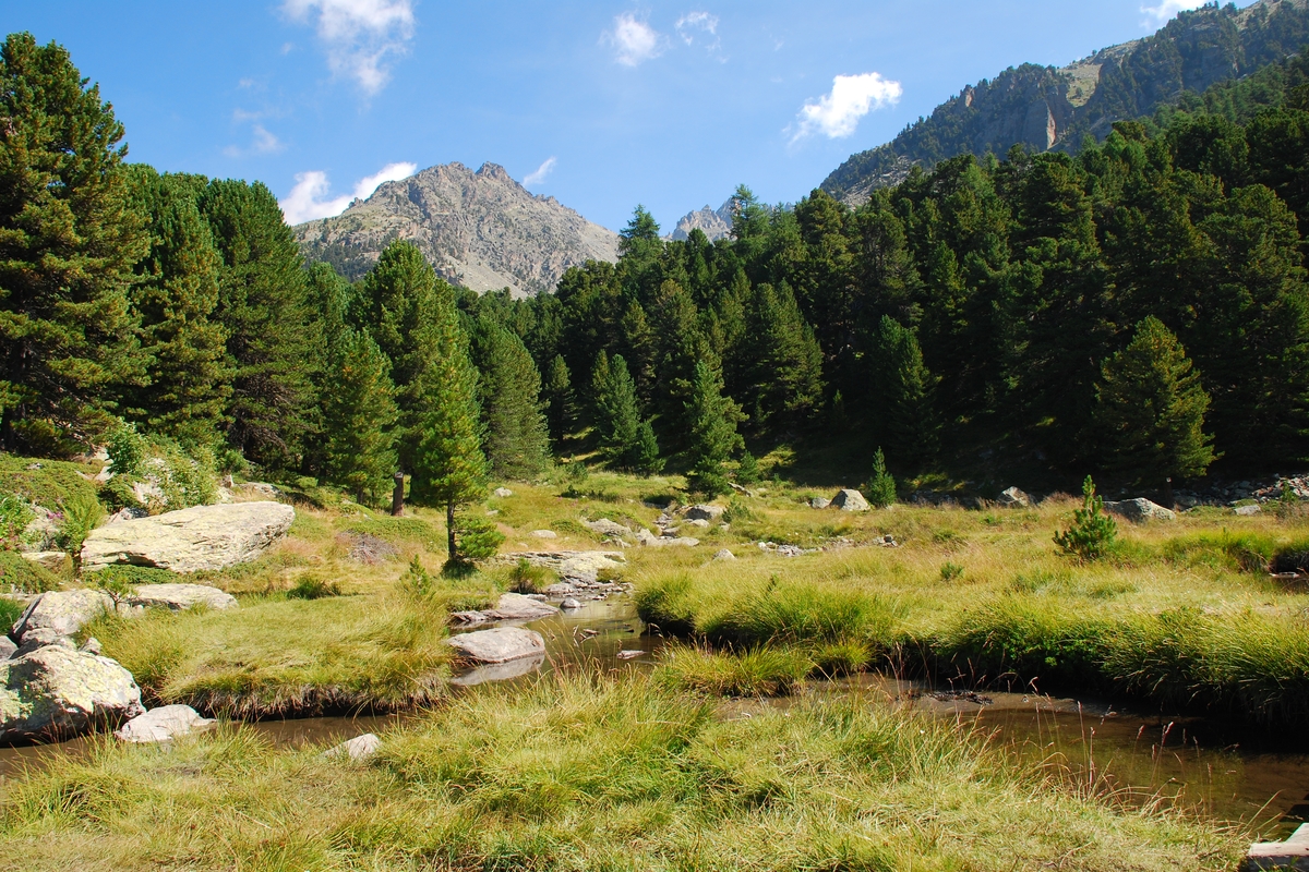 un laghetto si intravede tra l'erba alta e le rocce, sullo sfondo i pini cembri