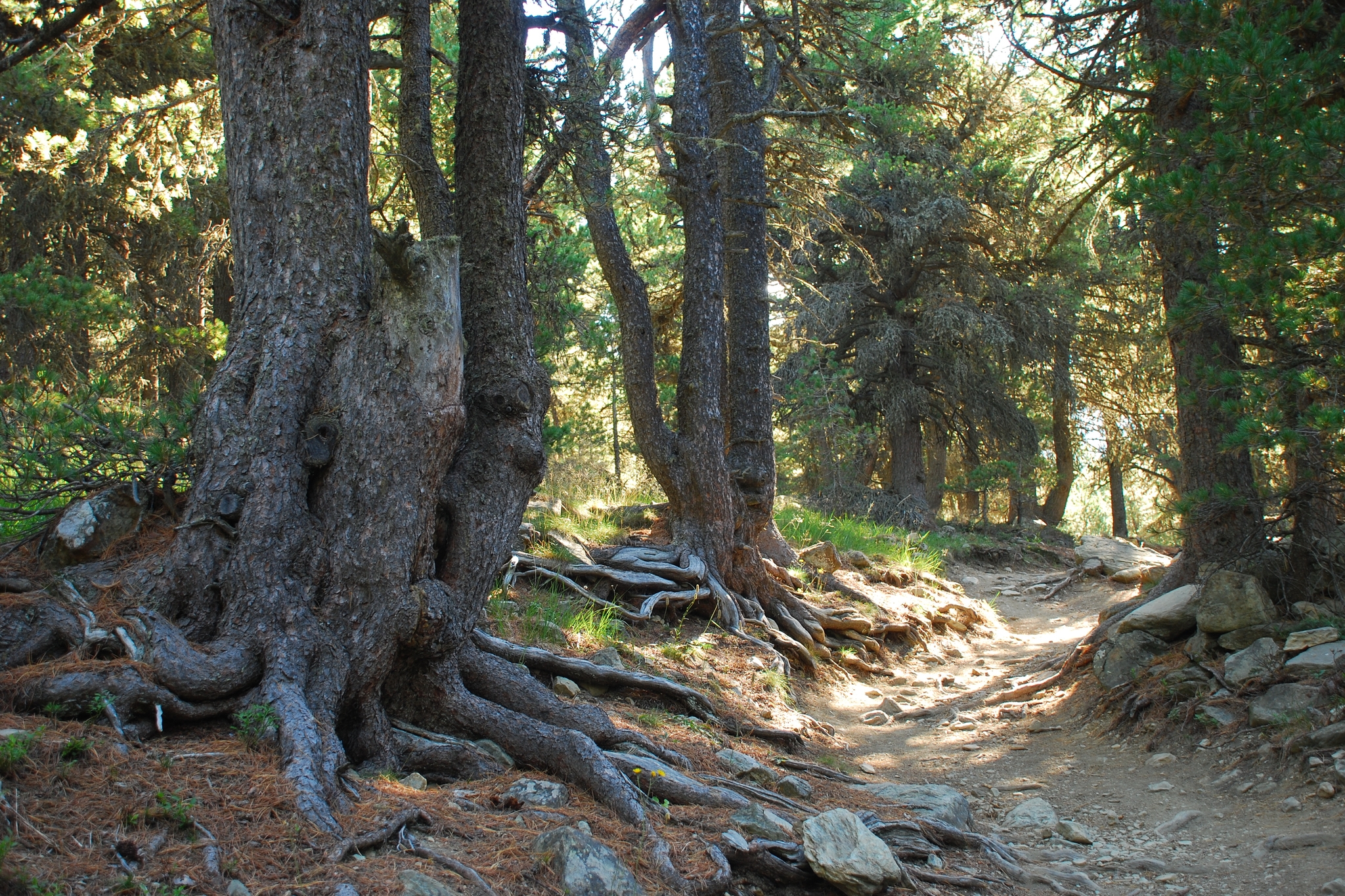 grandi tronchi e radici circondano il sentiero all'interno del bosco di cembri