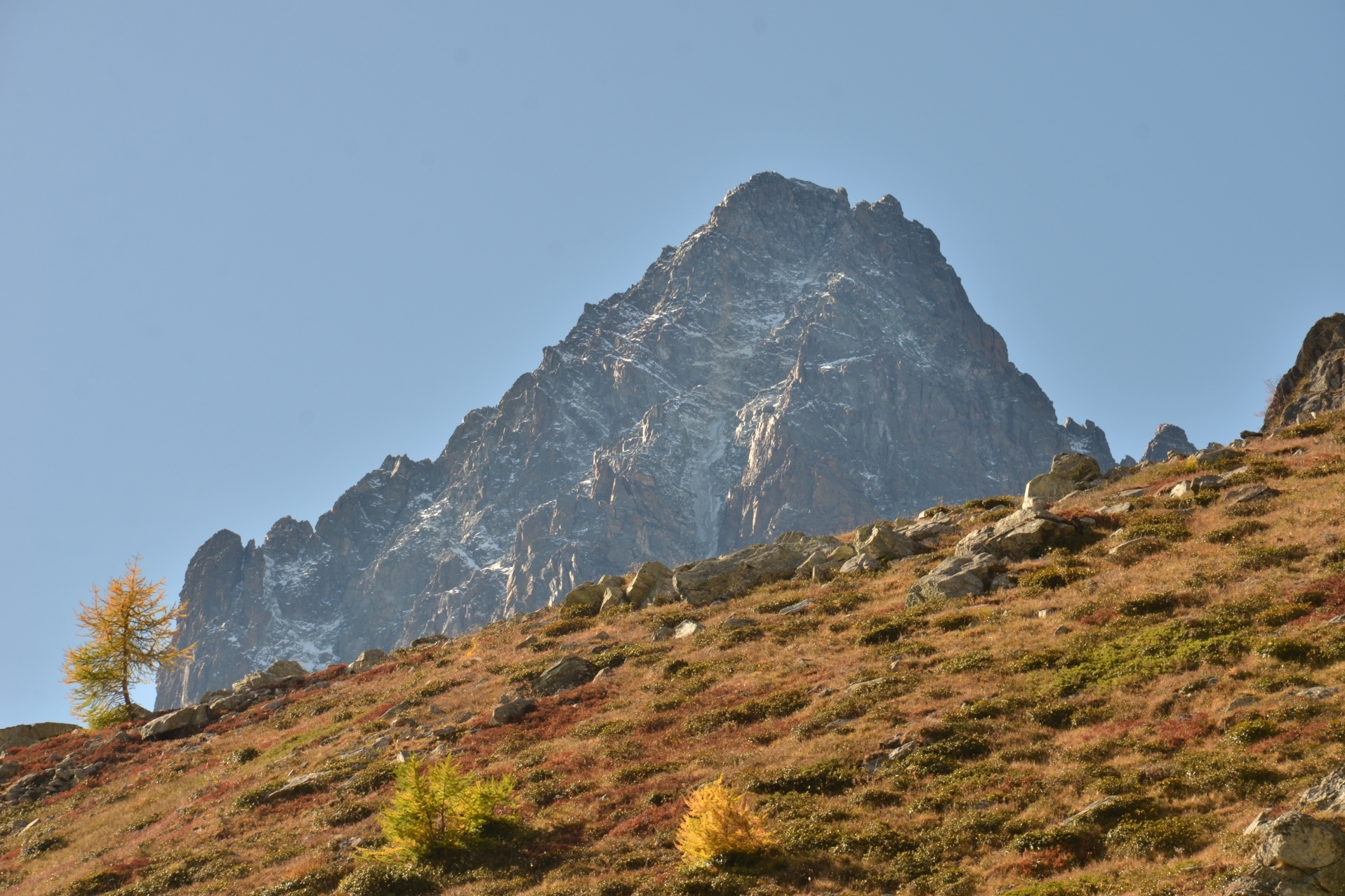 La cima del monviso spunta da un pianoro erboso dai colori autunnali inclinato verso sinistra dove si erge un larice giallo
