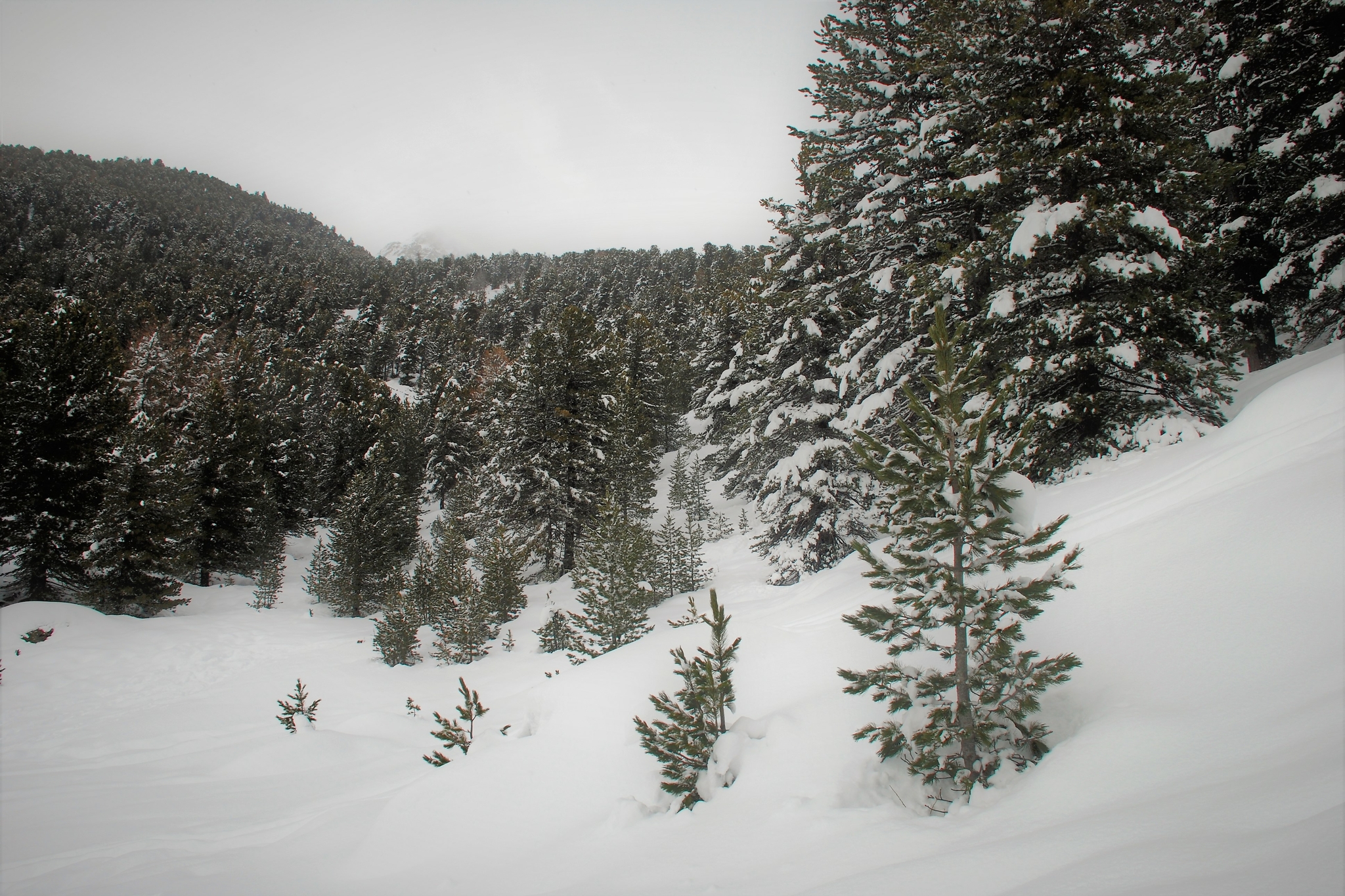 Uno scatto invernale nel Bosco dell'Alevè, con un pendio innevato che si chiude con una distesa di pini cembri ricoperti in parte di neve