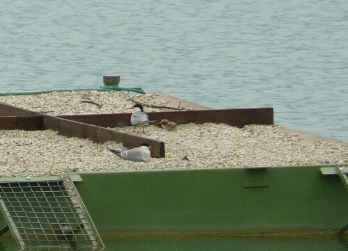 Due sterne, uccelli grigi con capo nero e bianco su una zattera predisposta per la loro nidificazione in un lago di cava