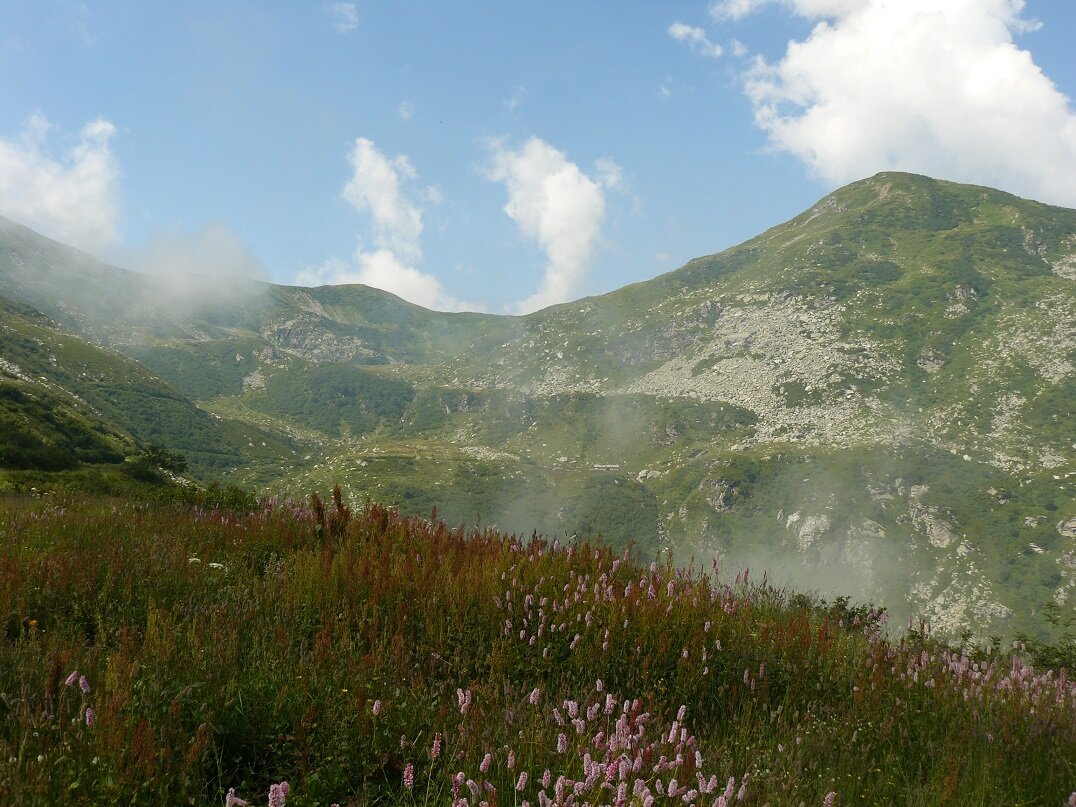 un ambiente alpino con alcuni arbusti rossicci in primo piano e un rilievo sullo sfondo