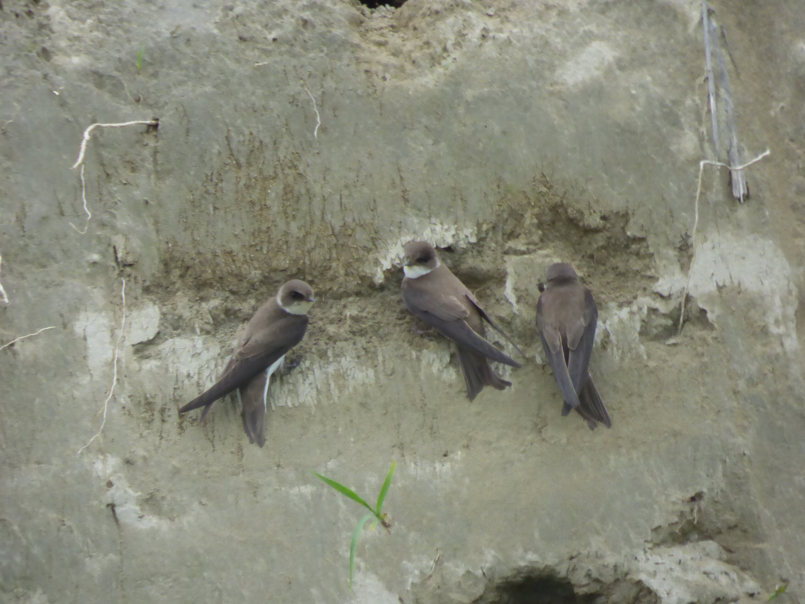 tre uccelli di color tortora appoggiati alla parete rocciosa