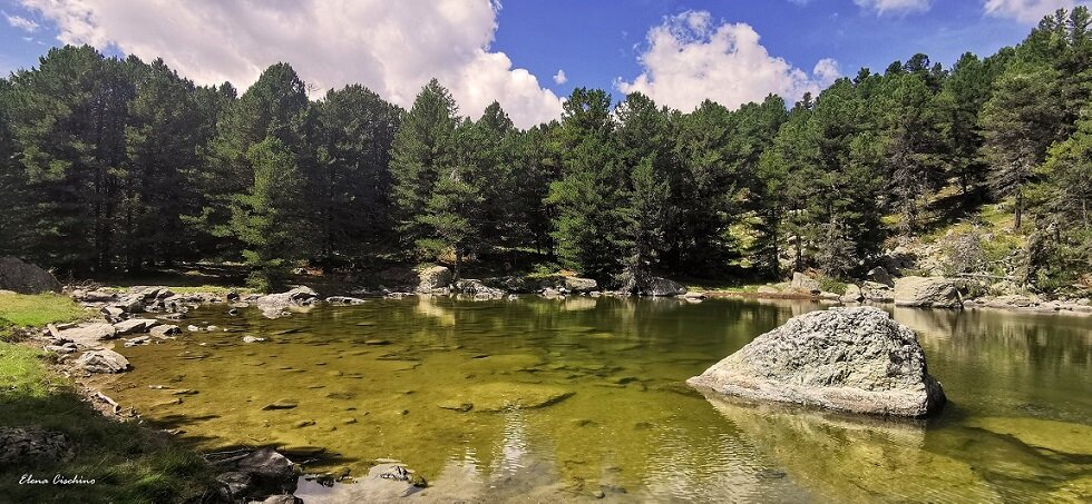 lago dal colore verdastro con rocce che emergono circondato da pini cembri; cielo azzurro con nuvole