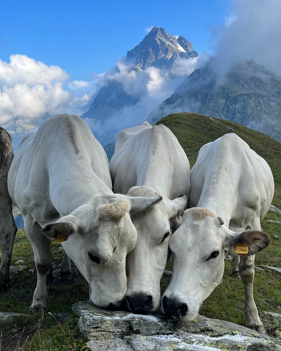 tre vacche bianche stanno leccando una roccia dove è stato posto del sale; sullo sfondo il Monviso