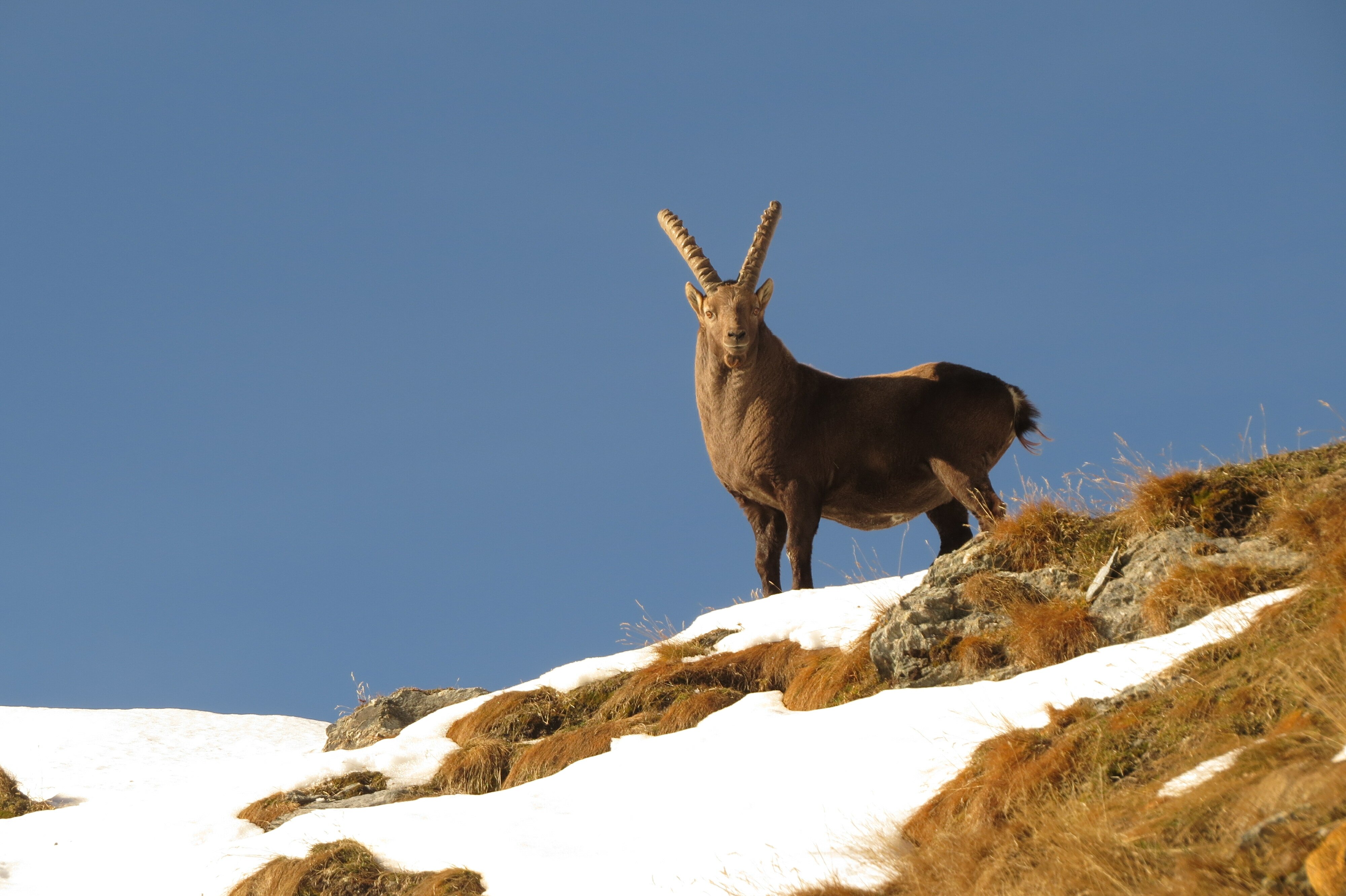 uno stambecco si staglia contro il cielo: l'immagine è stata scattata in montagna e si vede neve a terra-