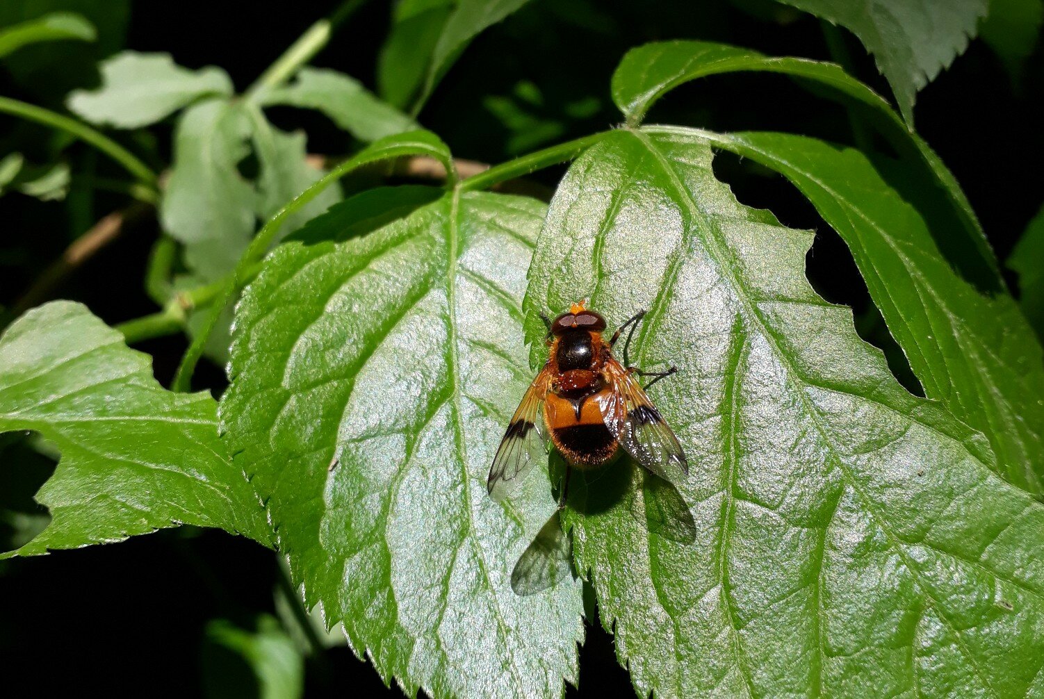 una Volucella inflata, insetto simile ad un'ape, su una foglie verde