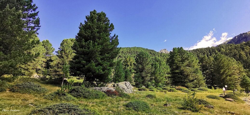 Una radura erbosa con arbusti e qualche roccia circondata da verdi pini cembri, cielo azzurro