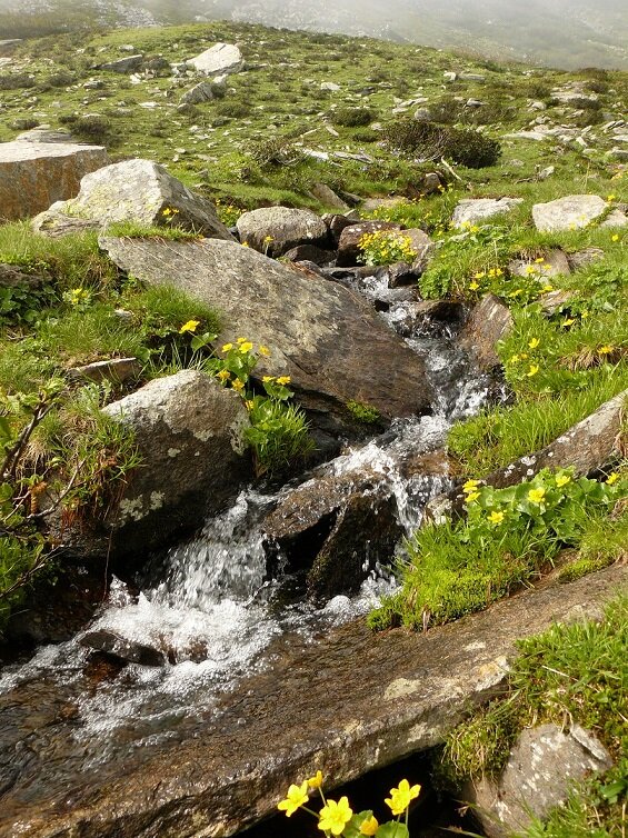 un piccolo corso d'acqua scende tra rocce ai cui lati si trovano fiori gialli