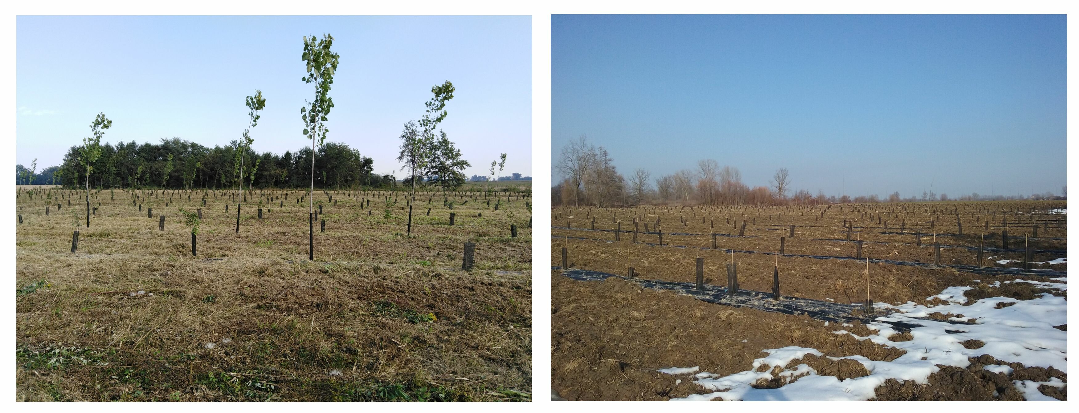 Due immagini affiancate di interventi di piantumazione in cui si vedono giovani specie arboree piantate in prati