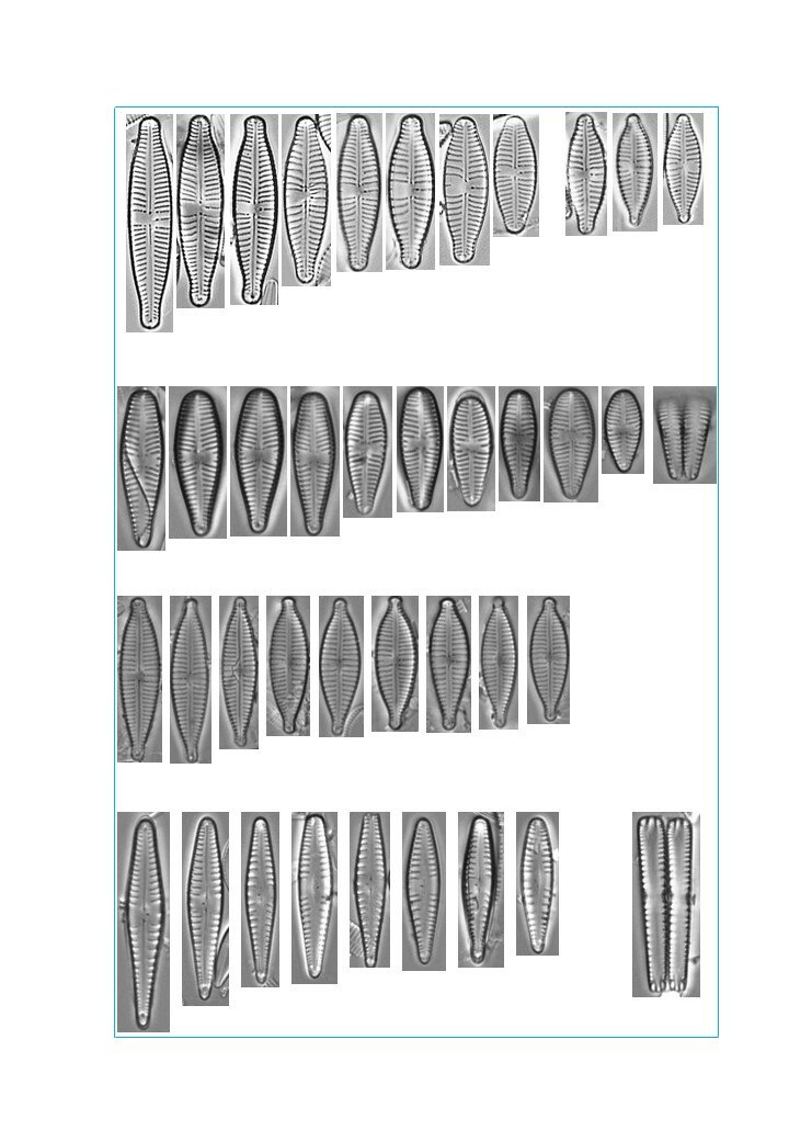 esempi di plates raffiguranti specie appartenenti al genere Gomphonema che verranno illustrati nel futuro atlante delle diatomee della Valle Po