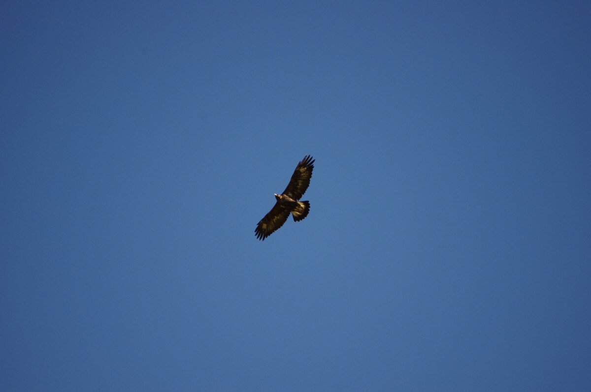 Un grande rapace vola nel cielo limpido con le ali completamente spiegate. Il corpo è scuro con riflessi più chiari e la coda appare ampia e leggermente a ventaglio. Lo sfondo è un cielo blu uniforme, senza nuvole.