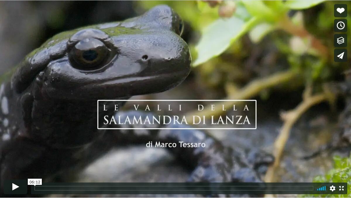 Il fotogramma iniziale del video: una inquadratura ravvicinata sul muso di un esemplare di salamandra