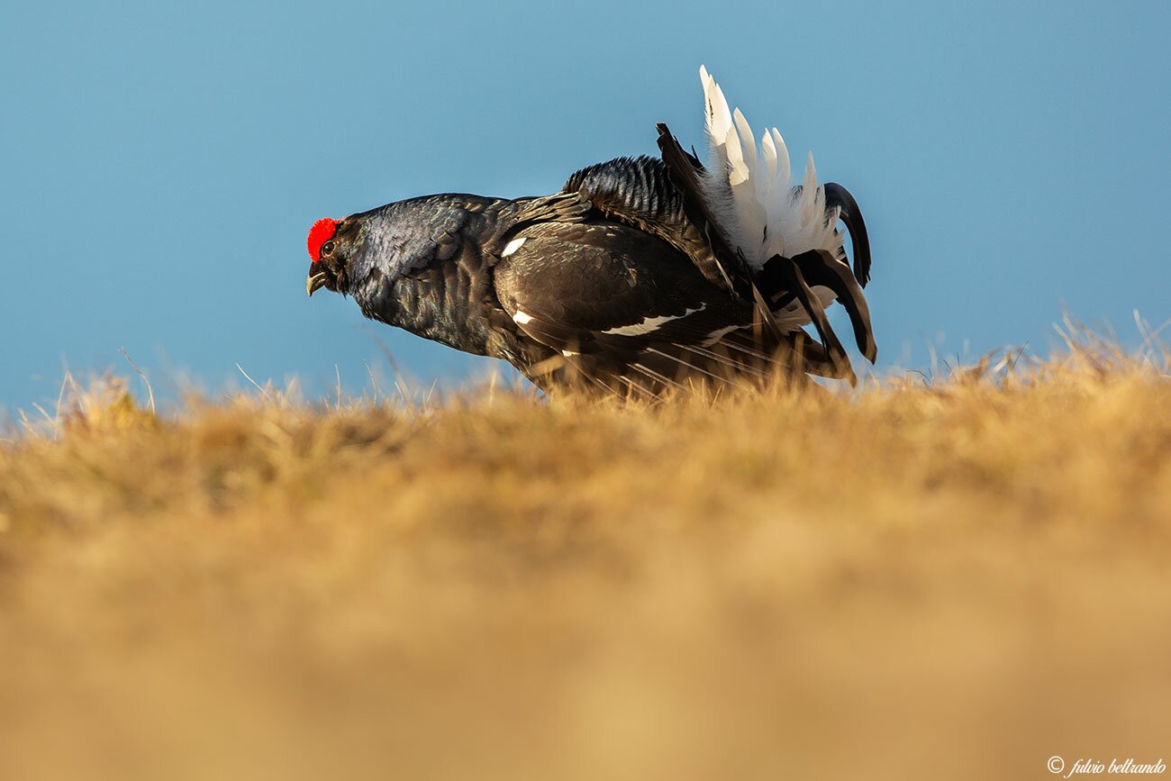 Gallo forcello, uccello dal piumaggio nero con coda a ventaglio bianca e nera e piccola cresta rossa sul capo, sul terreno nella tipica postura da parata, con il collo allungato, ali ripiegate verso terra e la coda aperta a ventaglio