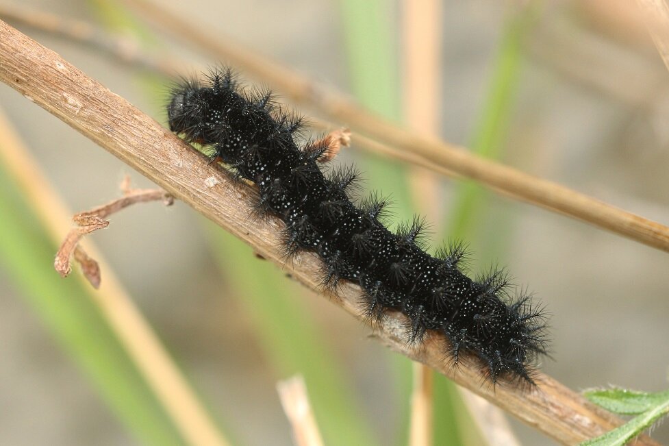 una larva di questa farfalla, di colore nerastro e dotata di tubercoli spinosi molto evidenti