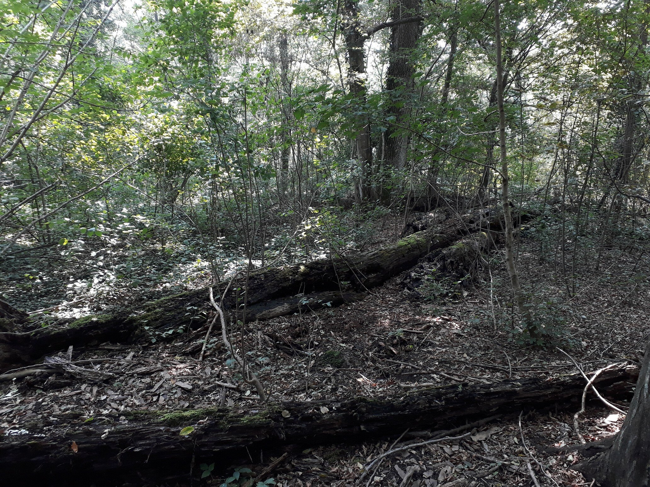 due tronchi a terra con andamento sinistra destra e numerosi rami circostanti, all'interno di uno scuro ambiente boschivo