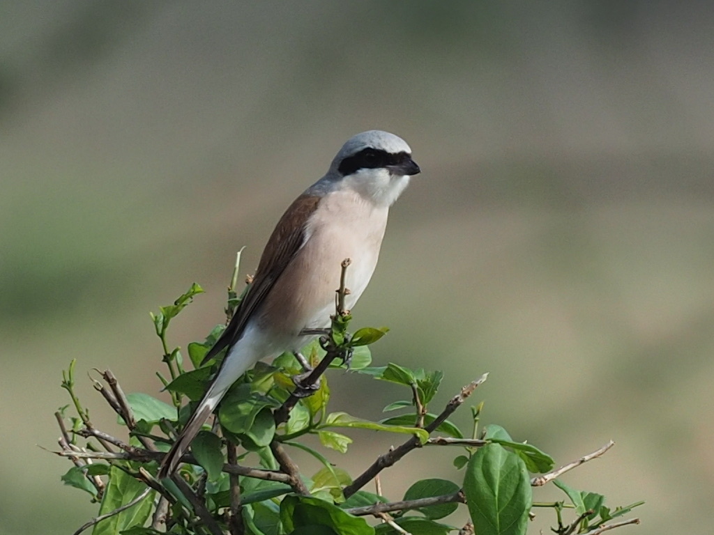 Un’averla piccola posata su un ramo con foglie verdi. Ha testa grigia con una mascherina nera sugli occhi, dorso bruno e petto chiaro. È rivolta di lato su uno sfondo naturale sfocato.
