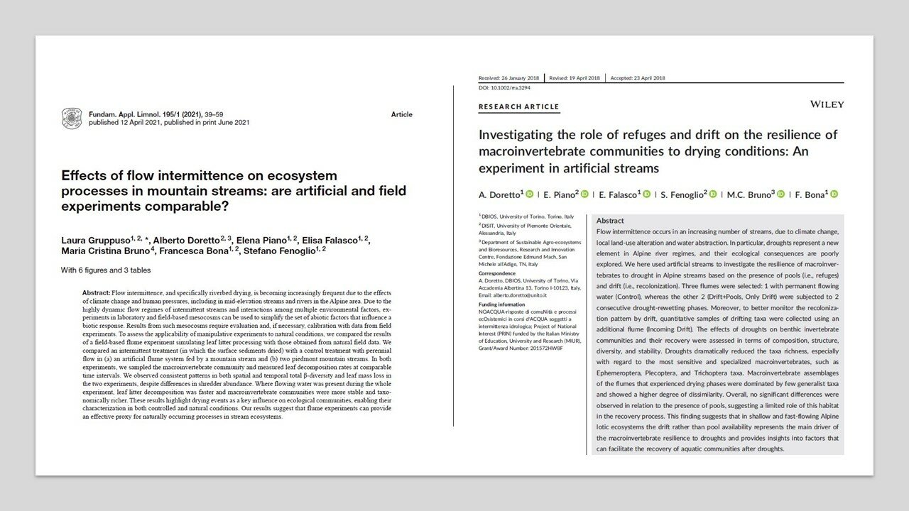 A sinistra: Screenshot dellla prima pagina dell’articolo “Effects of flow intermittence on ecosystem processes in mountain streams: are artificial and field experiments comparable?” di Laura Gruppuso, Alberto Doretto, Elisa Falasco, Elena Piano, Elisa Falasco, Maria Cristina Bruno, Francesca Bona e Stefano Fenoglio, pubblicato sulla rivista “Fundamentals of Applied Limnology” 
A destra: Screenshot dell’articolo “Investigating the role of refuges and drift on the resilience of macroinvertebrate communities to drying conditions: An experiment in artificial streams” di Alberto Doretto, Elena Piano, Elisa Falasco, Stefano Fenoglio, Maria Cristina Bruno e Francesca Bona, pubblicato sulla rivista “River Research and Applications”