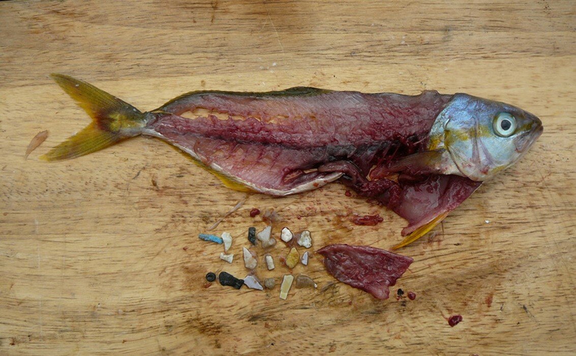 Resti di un pesce con il ventre aperto da cui sono stati estratti pezzi di plastica