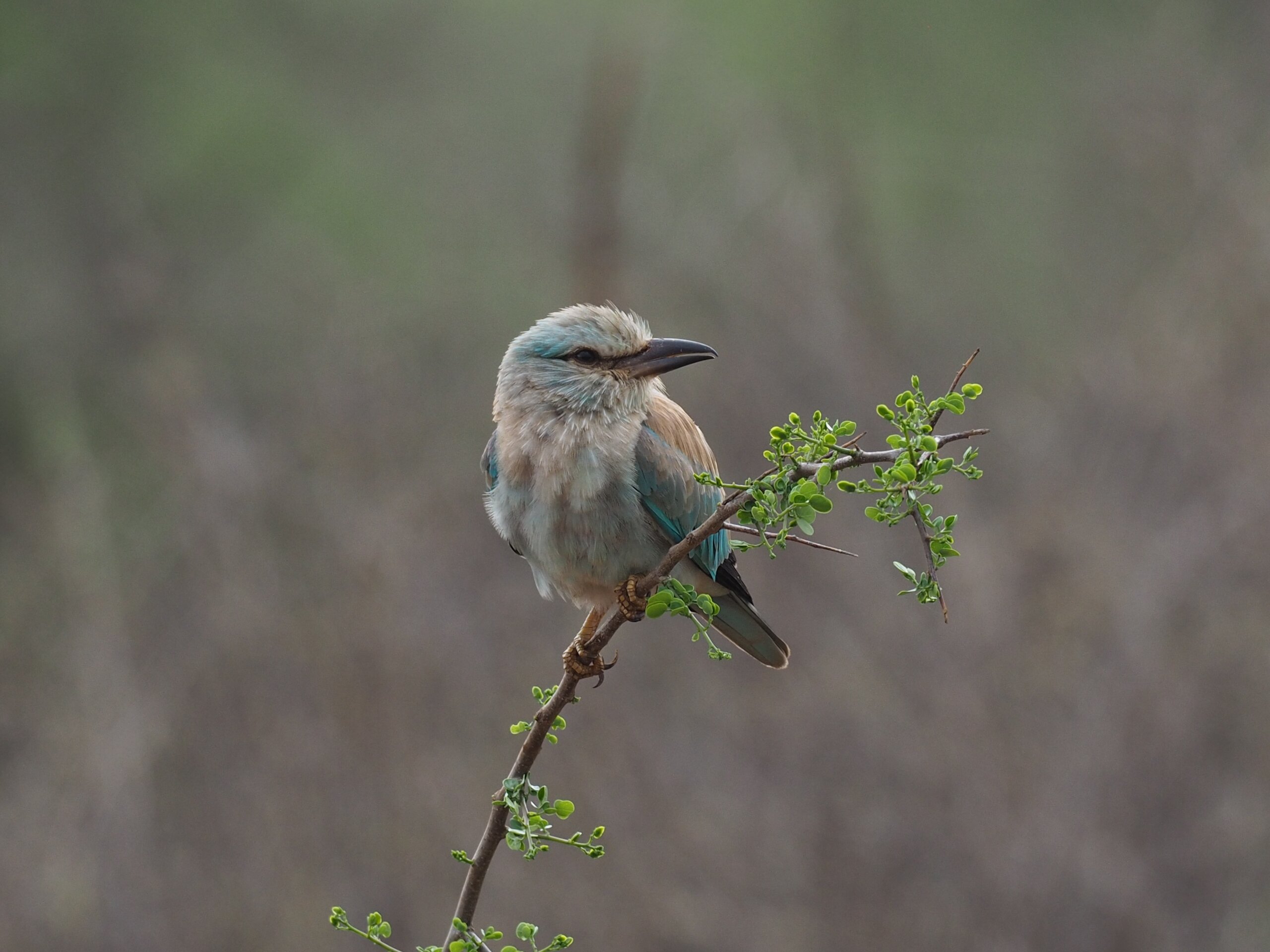 Un uccello (ghiandaia marina) posato su un sottile ramo con piccole foglie verdi. Ha piumaggio chiaro con sfumature azzurre sulle ali e un becco robusto scuro. È rivolto di lato, su uno sfondo uniforme e sfocato.
