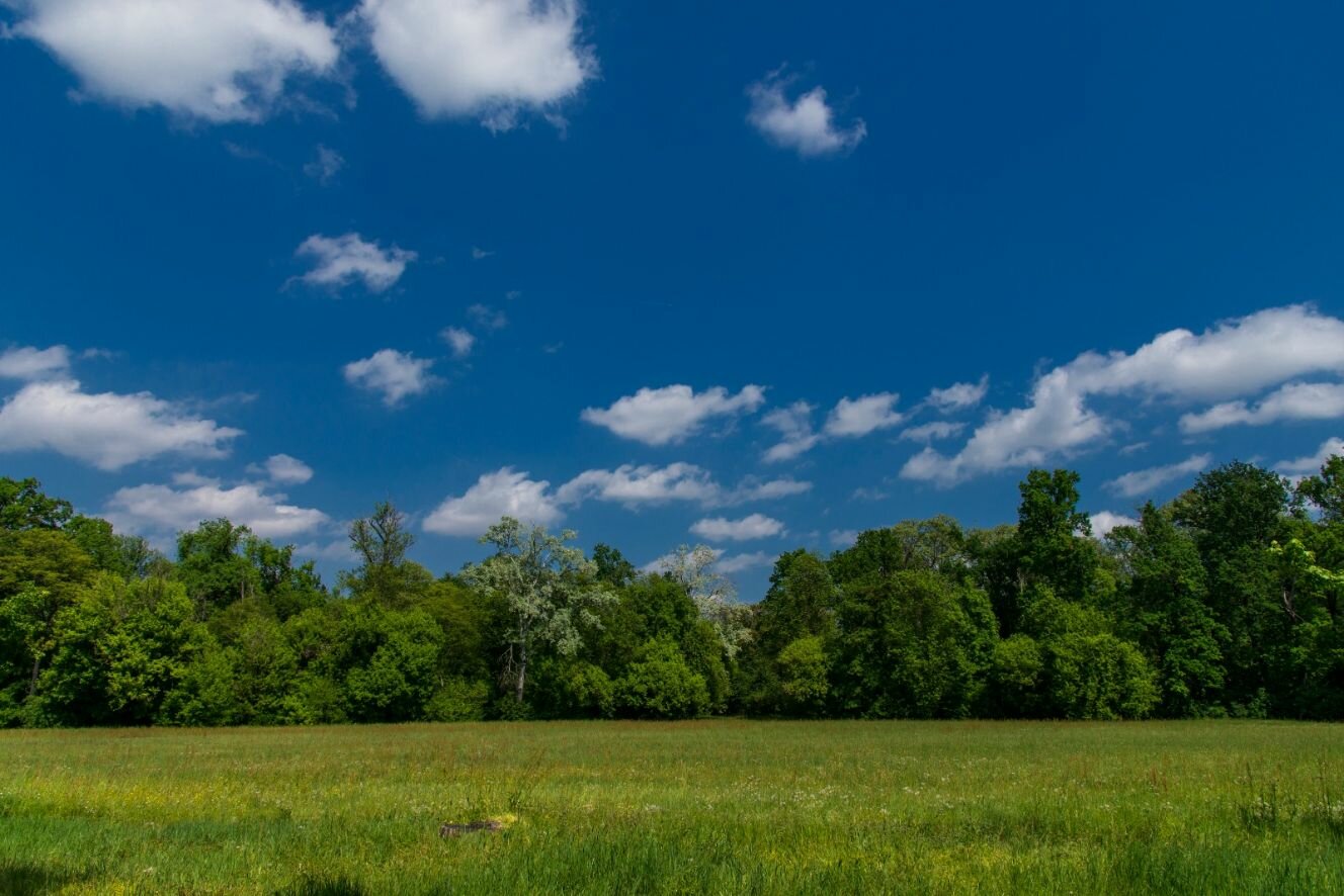 un dettaglio del caratteristico parco del Castello di Racconigi, dove convivono aree a prato e zone di bosco; al di sopra un cielo blu con qualche nuvola