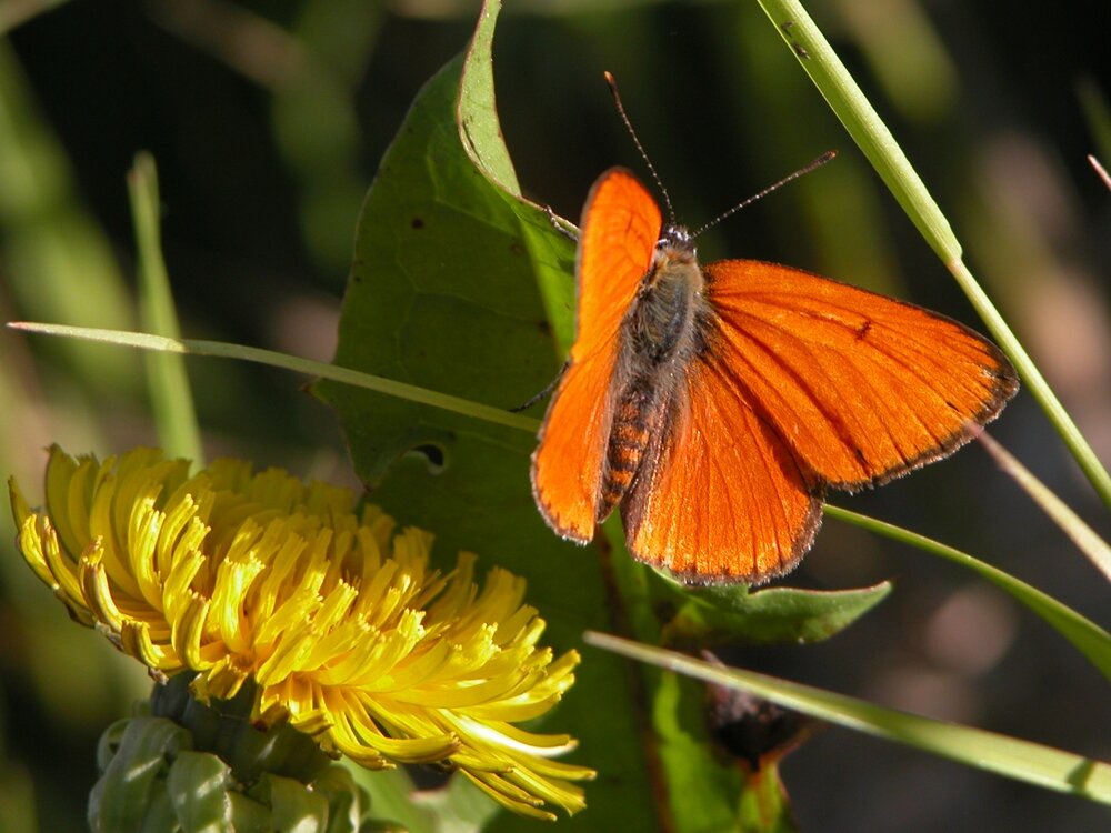 una farfalla con le ali di un acceso arancione sulla foglia di un tarassaco; vicino il fiore giallo del tarassaco