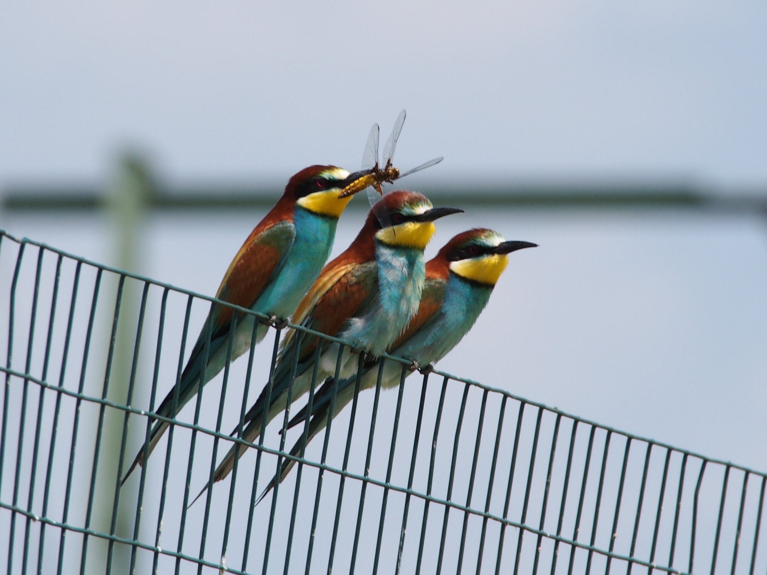 Tre gruccioni posati in fila su una recinzione metallica, con il corpo dai colori vivaci (azzurro, giallo e marrone). Uno di loro tiene nel becco un insetto alato, una libellula. Sfondo sfocato e uniforme.