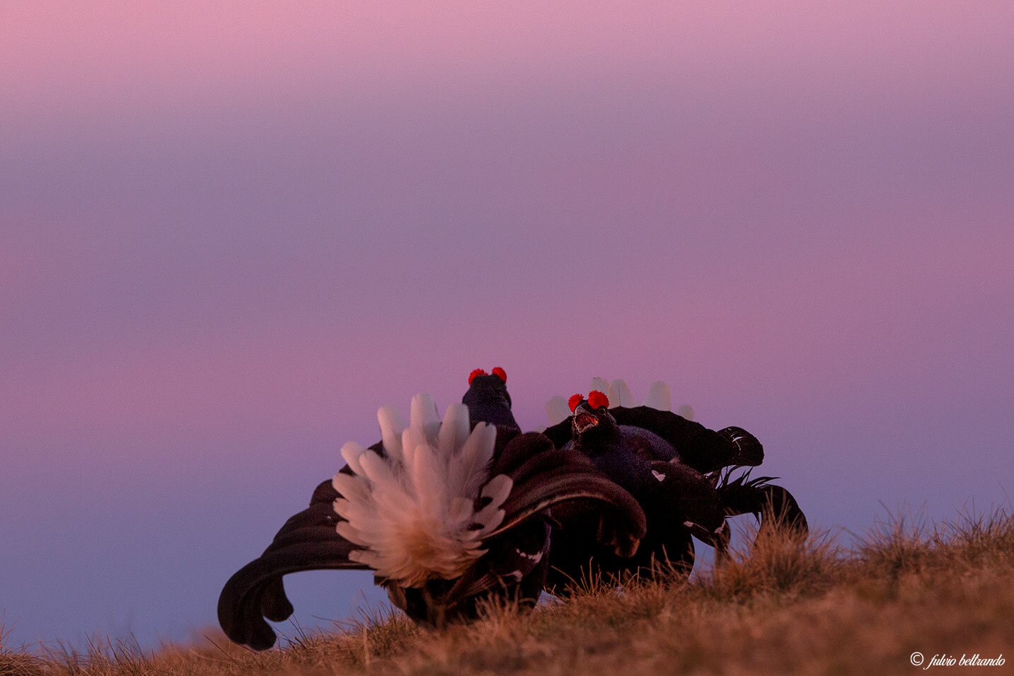 Due maschi di gallo forcello, uccello dal piumaggio nero con coda a ventaglio bianca e nera e piccola cresta rossa sul capo, si fronteggiano in una danza di corteggiamento nella luce dorata dell'alba