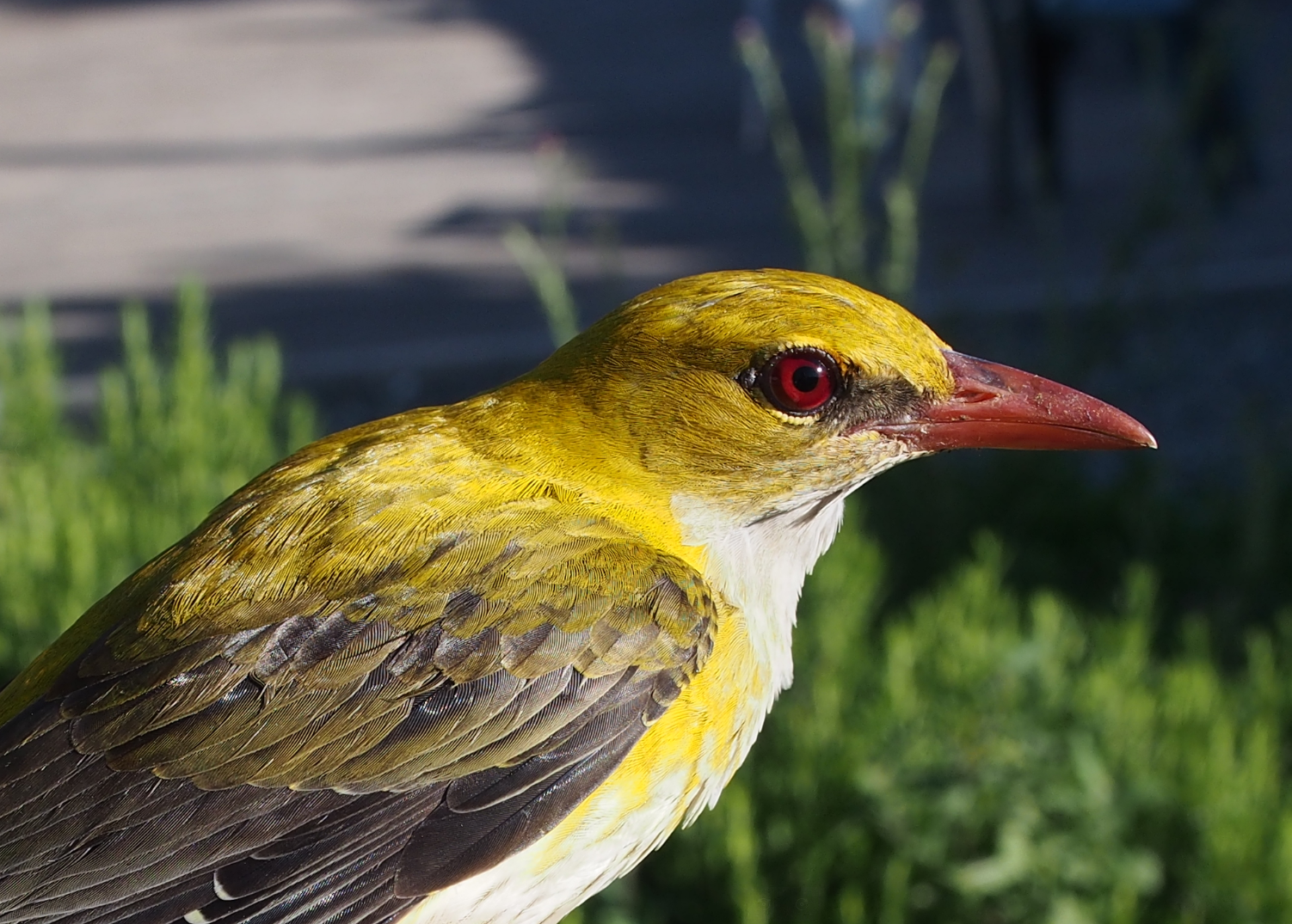 Primo piano di un rigogolo: testa e dorso giallo brillante, ali più scure e becco lungo rossastro. L’occhio è rosso ben visibile. Lo sfondo è sfocato con tonalità verdi.