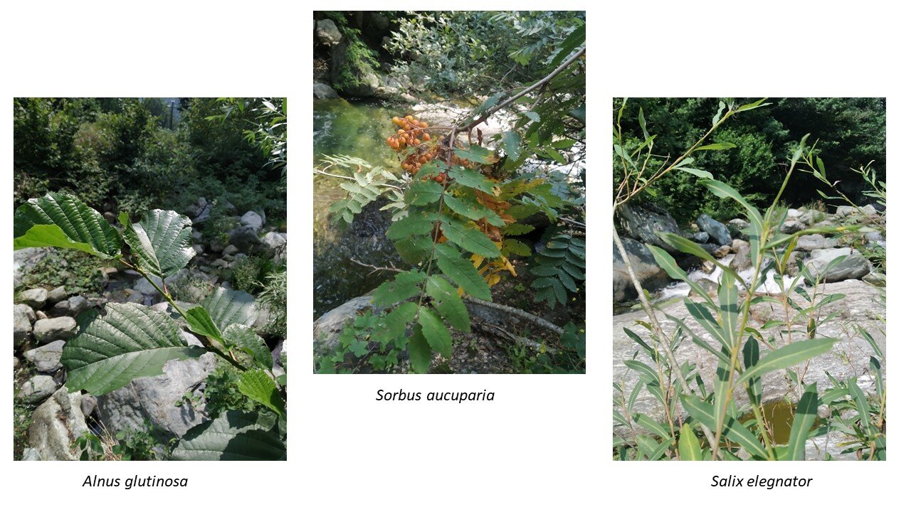 Alcune foto delle piante identificate nell'area di studio 1: a sinistra Alnus glutinosa, in centro Sorbus aucuparia, a destra Salix elegnator