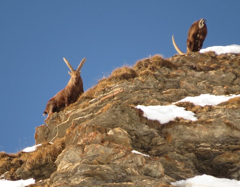 due stambecchi su un'altura montuosa, colti dal basso verso l'alto in una giornata soleggiata. c'è un po' di neve sulla roccia.