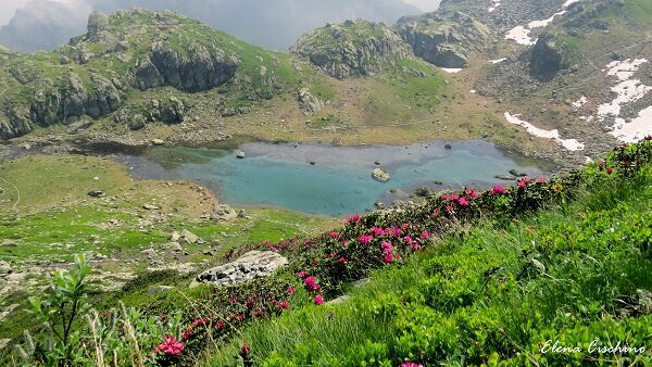Lago alpino turchese, in primo piano pendio erboso con fiori fucsia, sul pendio a destra tracce di neve