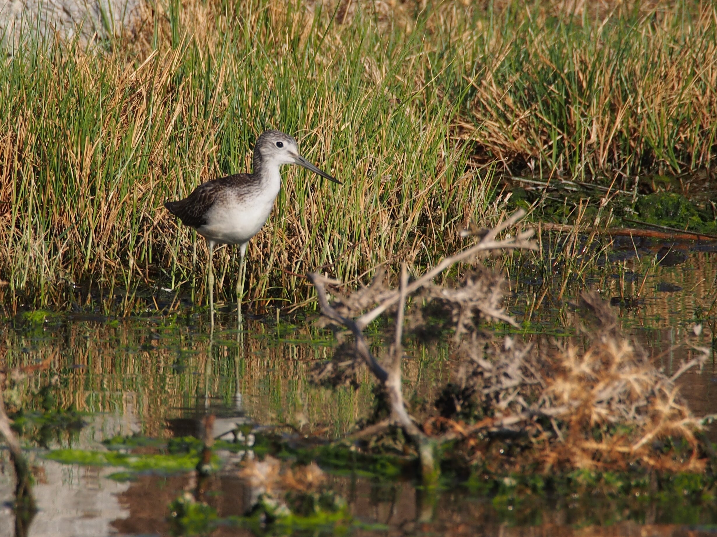 un uccello dal colore bianco e grigio e dal lungo becco grigio in una area umida