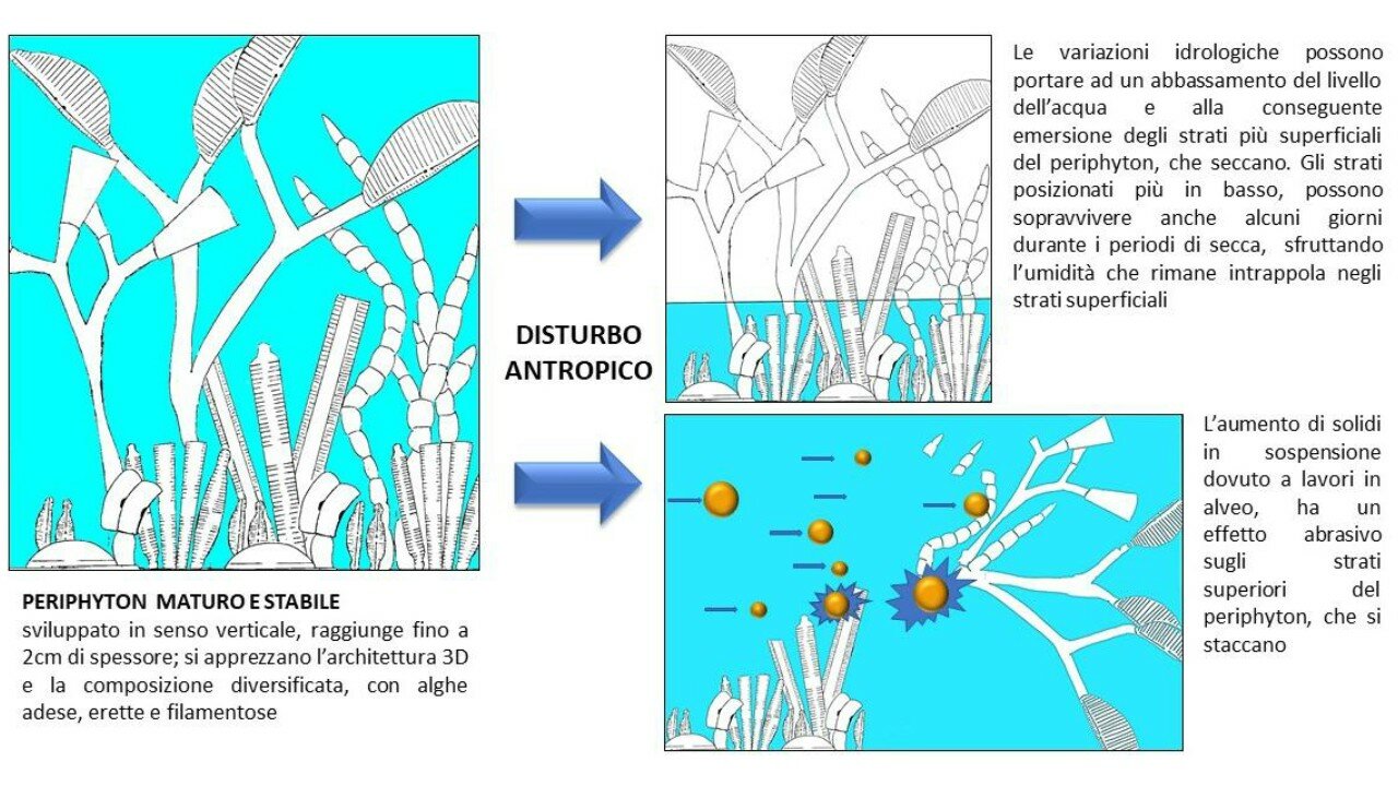 schema che riassume le modalità di risposta delle diatomee al disturbo fisico