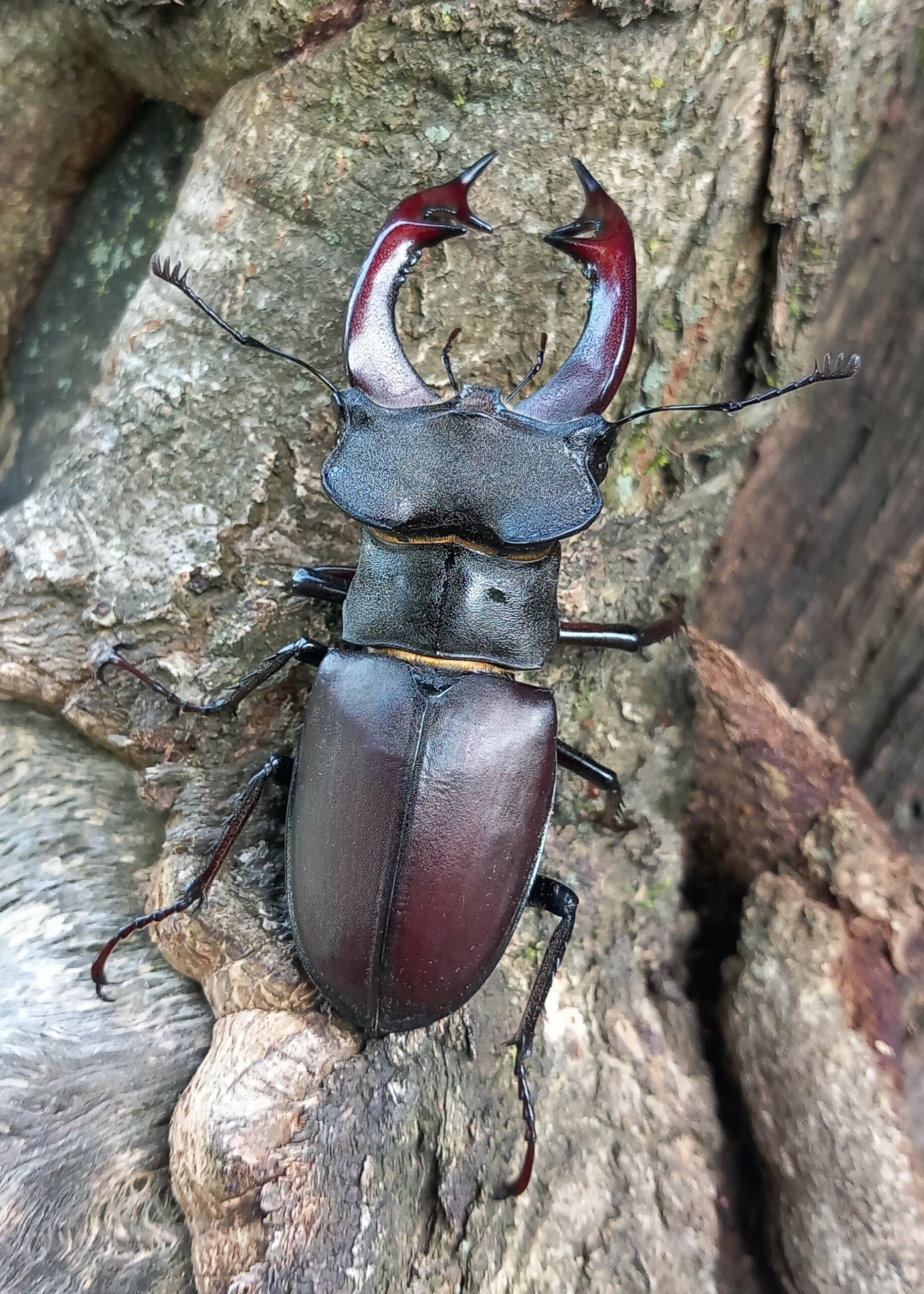 insetto colto in verticale, con le grandi mandibole in evidenza. L'animale ha riflessi color mogano e si trova su un tronco.