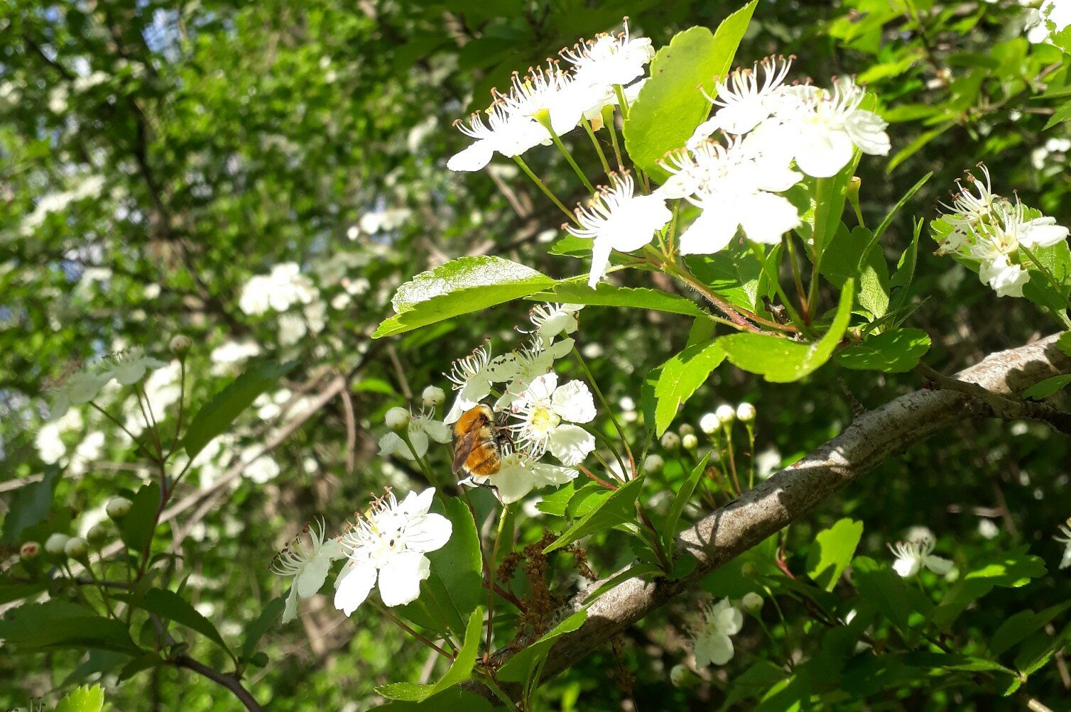una Criorhina floccosa, insetto simile ad un'ape, su un fiore bianco