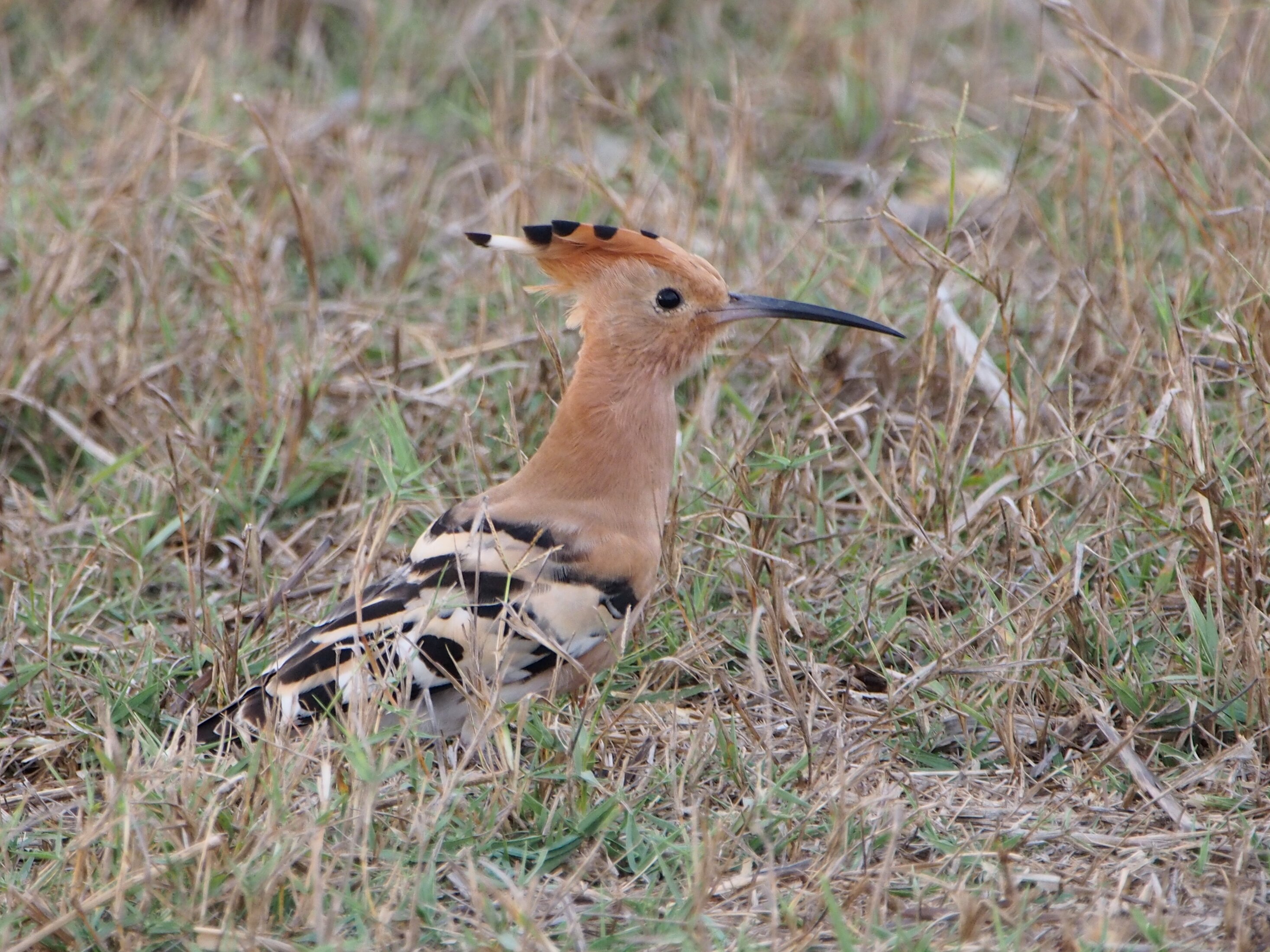 Un’upupa posata a terra tra erba secca, con piumaggio color sabbia e ali striate di bianco e nero. La cresta è parzialmente aperta, con punte nere ben visibili. Il becco è lungo, sottile e leggermente ricurvo. Sfondo naturale sfocato.