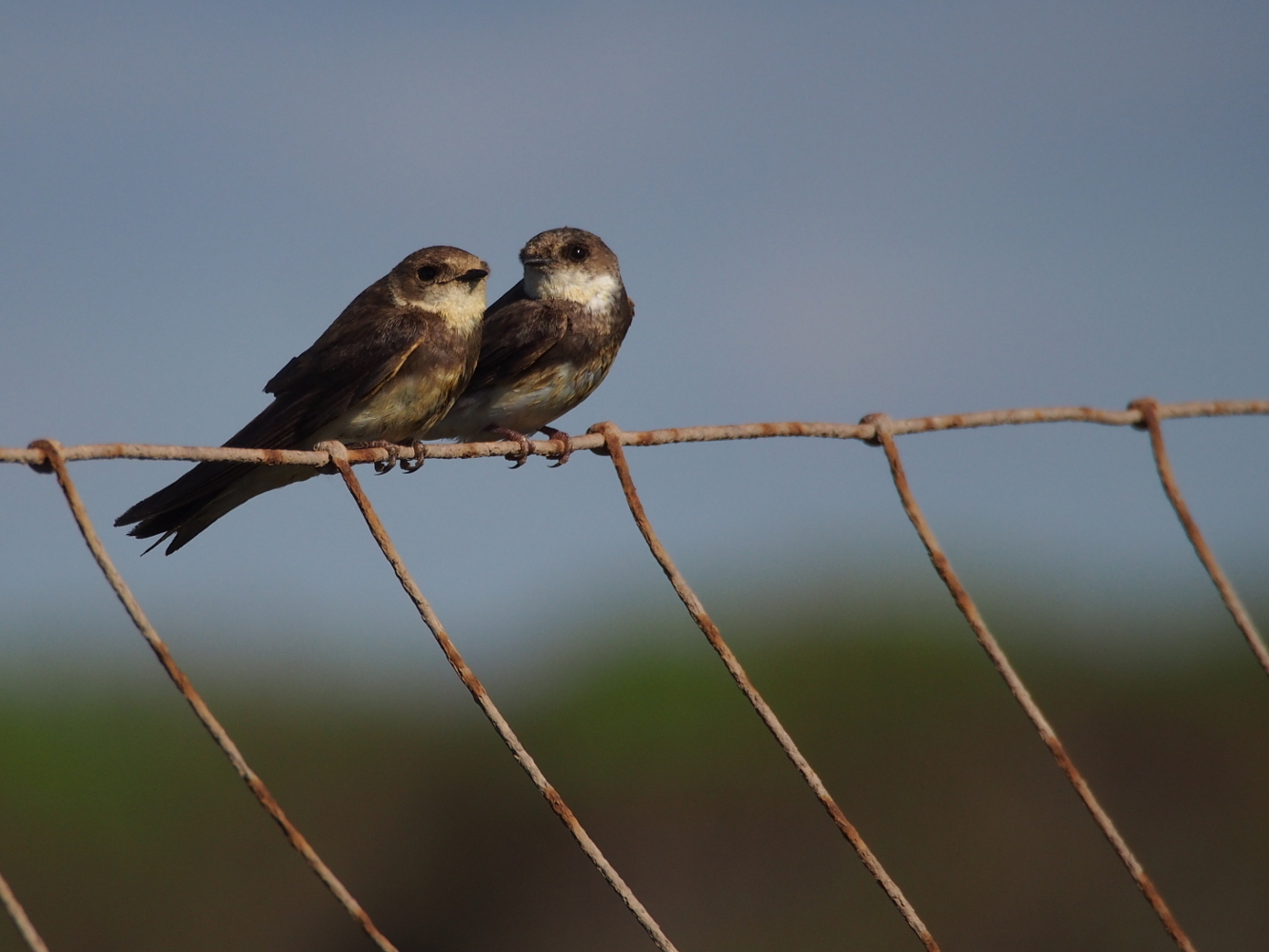 Due piccoli uccelli “topini” appollaiati vicini su una recinzione metallica, con piumaggio bruno e chiaro. Sono uno accanto all’altro, rivolti leggermente in direzioni diverse. Sfondo sfocato con toni azzurri e verdi.