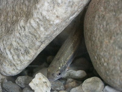 un pesce di colore grigio tra due rocce del medesimo colore