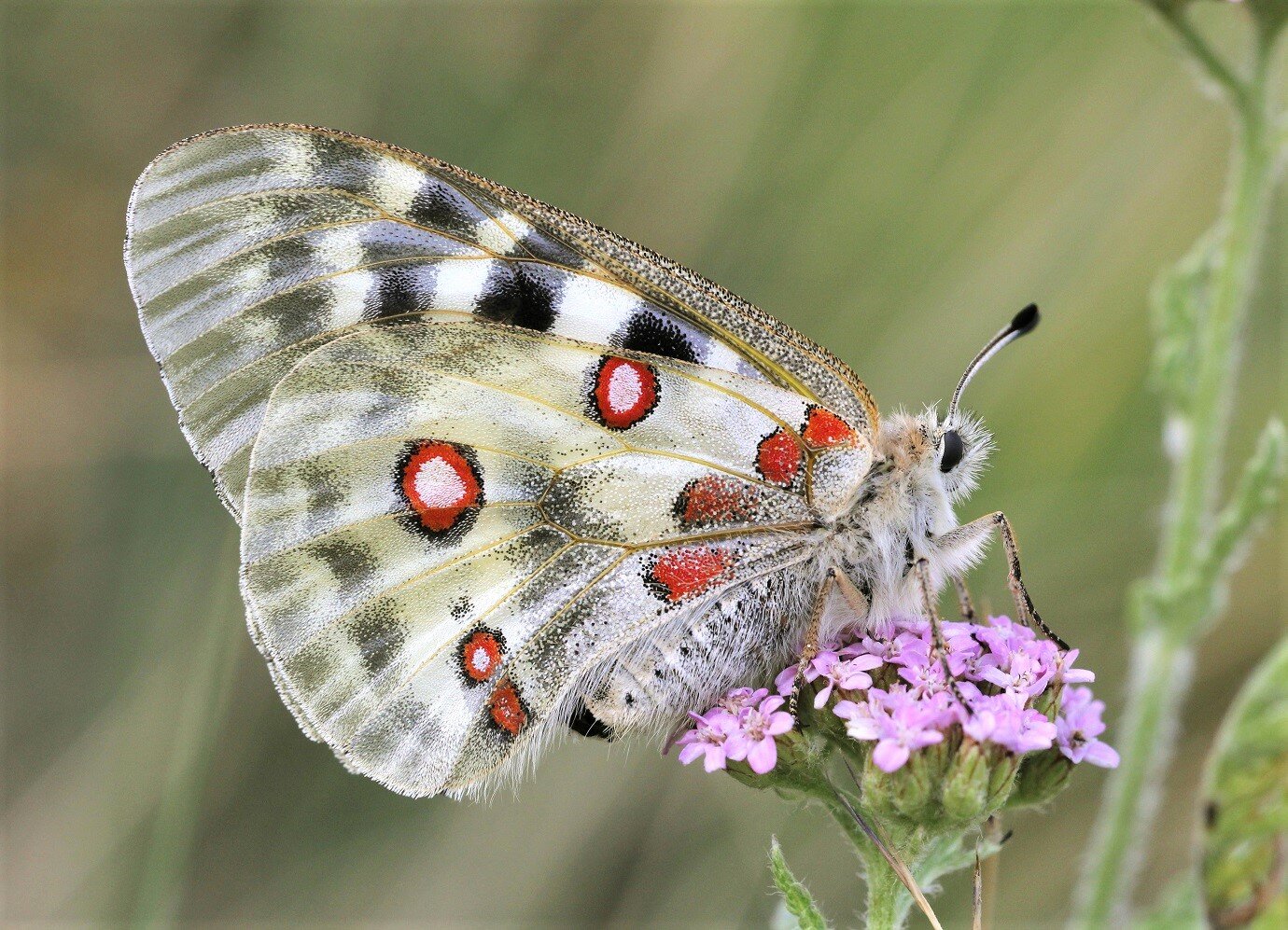 una farfalla Parnassius apollo, con ali punteggiate di rosso e bianco, su un fiore lilla