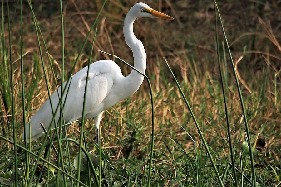 un Airone bianco maggiore