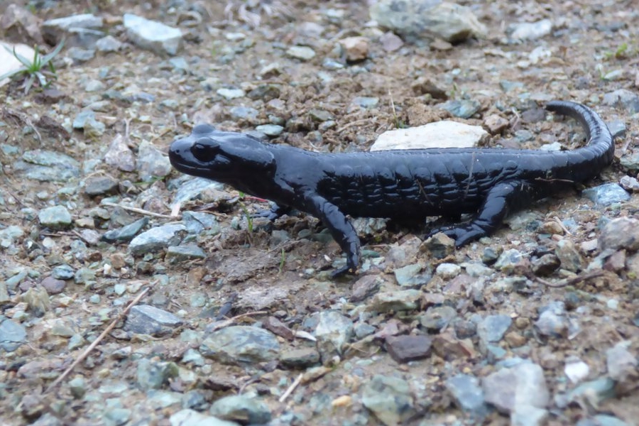 una salamandra nera colta mentre si muove su un terreno di piccole pietre miste a terra